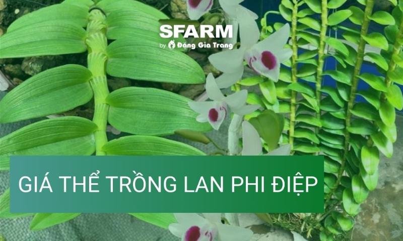 Chọn chậu và giá thể phù hợp cho cách trồng lan hiệu quả nhất tại nhà